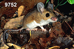 Peromyscus-leucopus